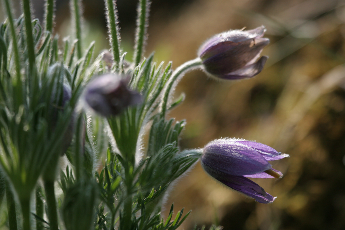 botanischer-garten-01